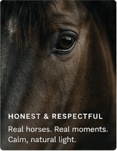 Close portrait of a calm horse